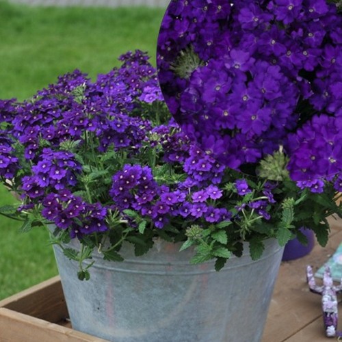 Verbena 'Lindolena Blue' - Aed-raudürt 'Lindolena Blue' ampel